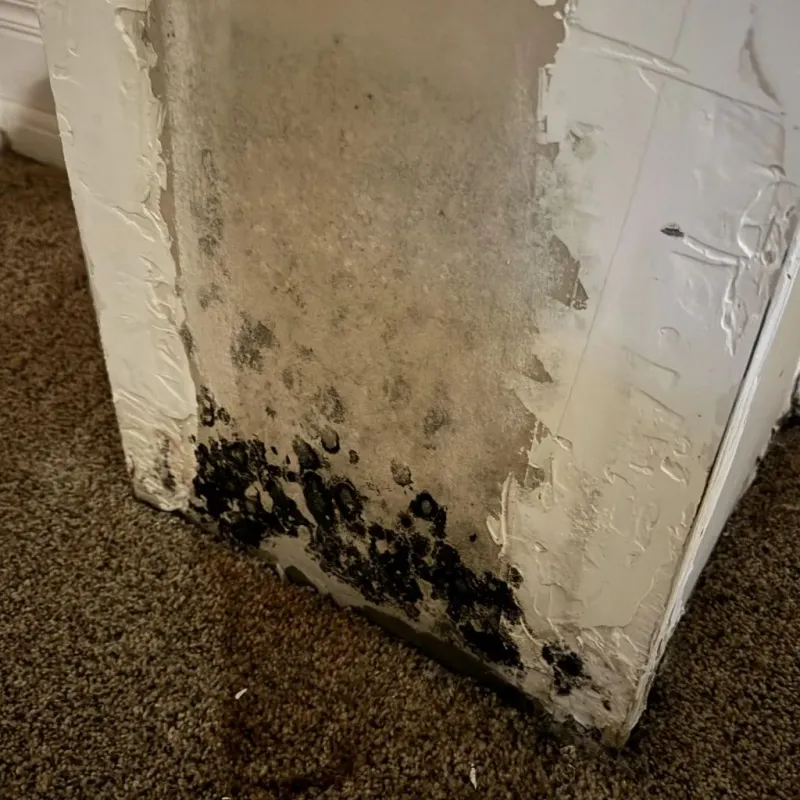 Professional Mold Removal in Palatine, IL